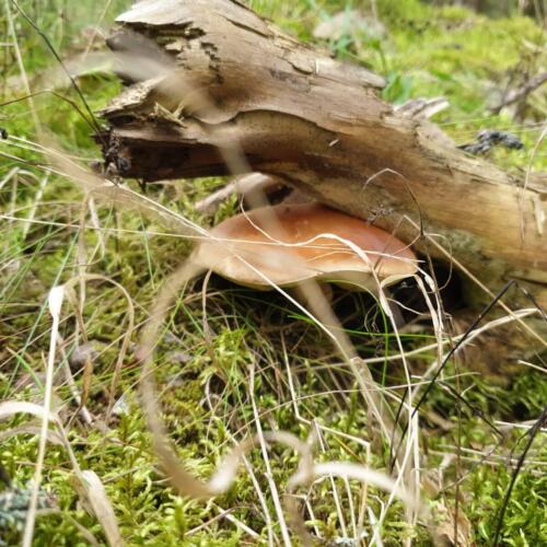 PHOTO-2021-12-02-07-40-31-2